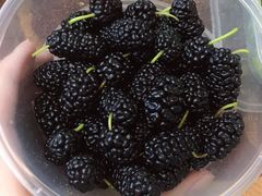 -老炳·七丛松甘草水果