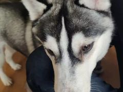 -Husky Go! 哈士奇体验馆·宠物咖啡厅狗咖