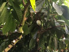 -歌斐颂巧克力小镇