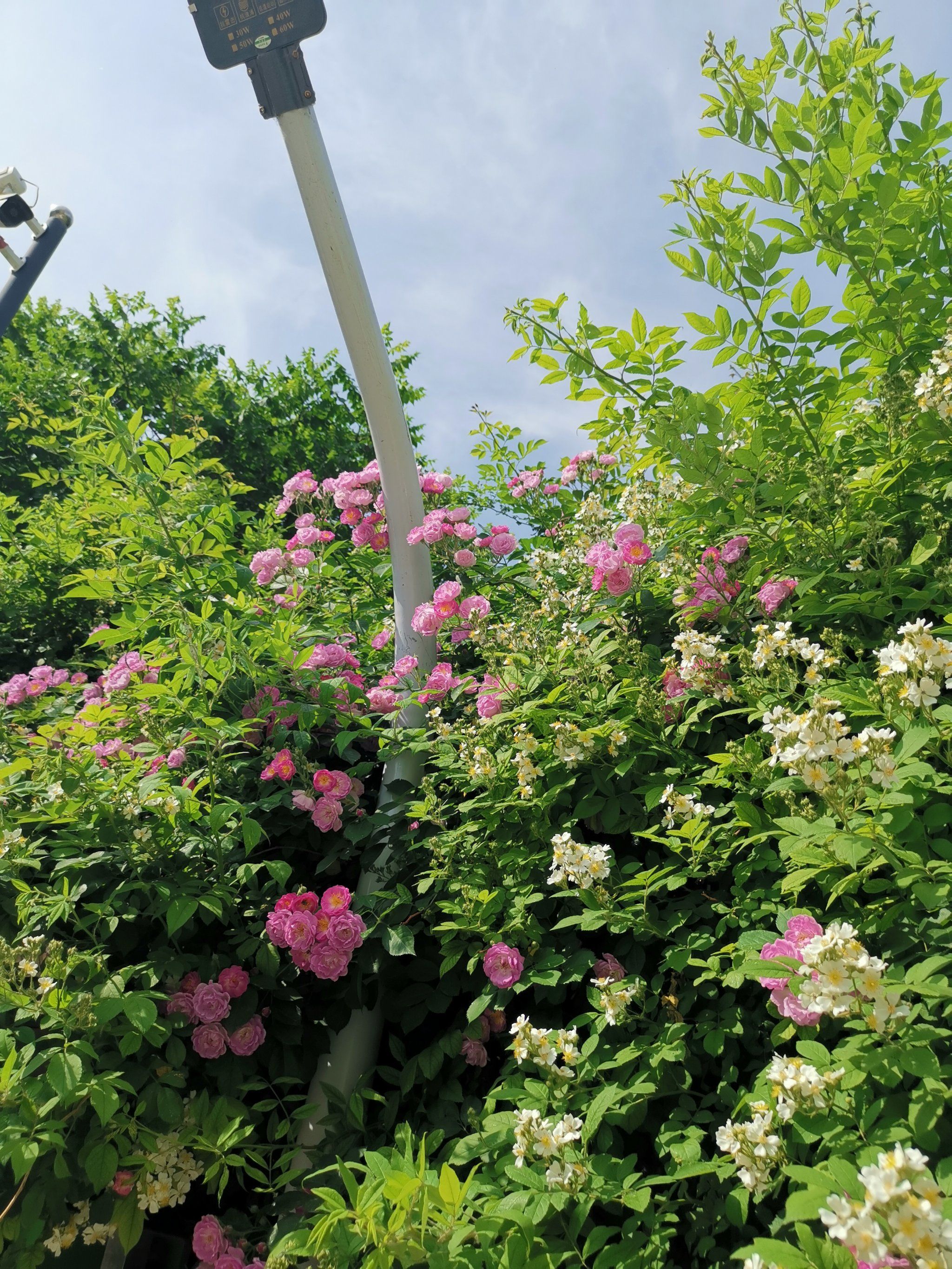 生如夏花般绚烂