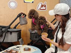 -帕帕拉兹宠物(亚洲旗舰店)