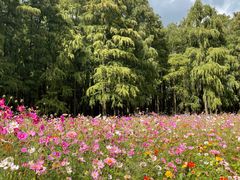 -上海共青森林公园