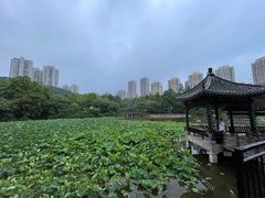 -龙头寺公园