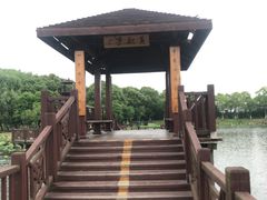 -荷塘月色湿地公园·向阳花洲