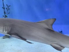 -太平洋海底世界