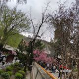 60岁以上的叔叔阿姨免票，我是在大众点评上预约的