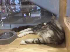 -屋虎猫馆(宝安大仟里店)