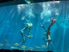 -瑞德姆美人鱼海底演艺主题餐厅(亚龙湾店)
