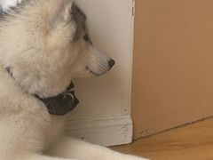 -Husky Go! 哈士奇体验馆·宠物咖啡厅狗咖