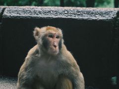 -黔灵山公园