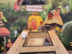 -神奇动物撸宠馆·羊驼·小浣熊·异宠(豫园店)