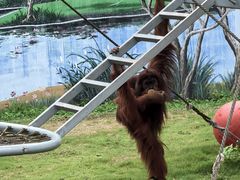 -西霞口神雕山野生动物世界