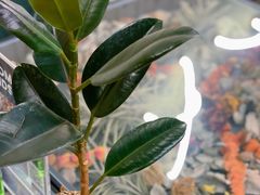 -PlantsEatery·植物食堂(REX春熙店)