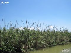 -大湾区中央湿地公园