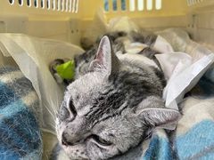 -纳吉亚猫专科动物医院博雅分院