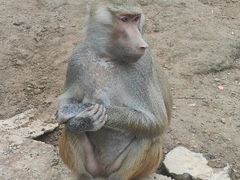 -青藏高原野生动物园