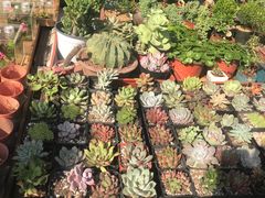 -中环花鸟鱼虫市场