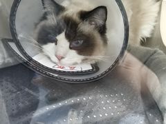 -博特宠物医院24h犬猫全科.骨科·异宠