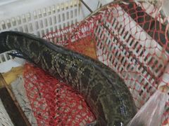 -金三可市井水煮鱼(金碧园店)