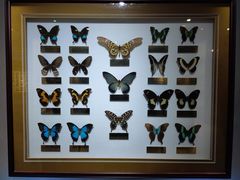 -上海昆虫博物馆