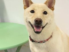 -柴迷FANS CLUB·柴犬狗咖·猫咖