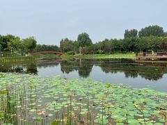 -东郊湿地公园