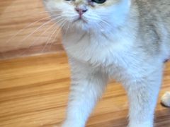 -猫十亿·布偶金渐层·曼基康矮脚猫舍(青年路店)