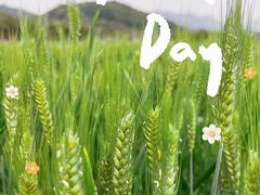 -天适樱花悠乐园