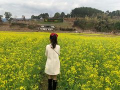 -福建土楼（华安）旅游区•大地土楼群