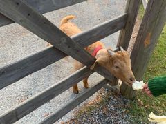 -前小桔亲子创意农场·草莓采摘·露营烧烤