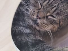 -喵园·猫主题咖啡厅·撸猫·猫咖(国贸店)