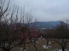 -香雪海