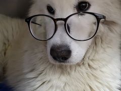 -美联众合动物医院(·中兽医·疑难杂症·严家桥分院)