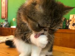 -李小姐の猫咖啡馆(五角场店)