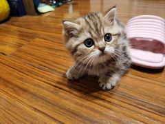 -柚子猫舍·精品猫舍购猫·猫咪认养·购宠·宠物店