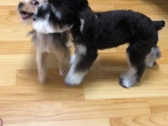 -PETKIT 小佩宠物·低压洗护·美容·寄养(安远店)