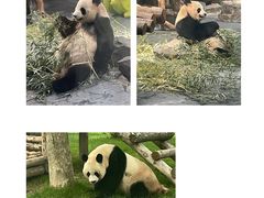 -上海野生动物园