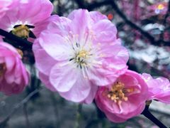 -黑龙江省森林植物园