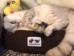 -猫大福·Fortune Cat猫舍(百子湾店)
