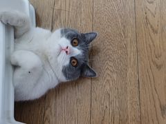 -糯米喵星人总部直营旗舰店·猫舍·幼猫出售