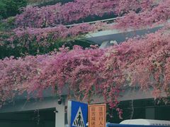 -深圳仙湖植物园