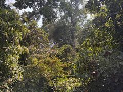 -西双版纳原始森林公园