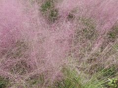 -映月湖中央公园