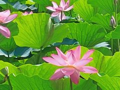 -西青郊野公园