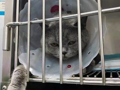 -佳怡动物医院·平价24小时·猫专科骨外科