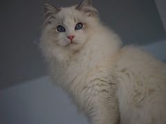 -Bastet sally猫舍购宠(静安店)