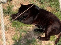 -西霞口神雕山野生动物世界