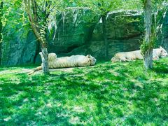 -北京野生动物园