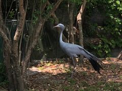 -上海野生动物园