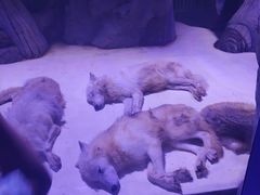 -上海海昌海洋公园-冰山北极馆